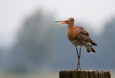 Deze is van een maandje geleden mooie houding van de grutto vind ik.