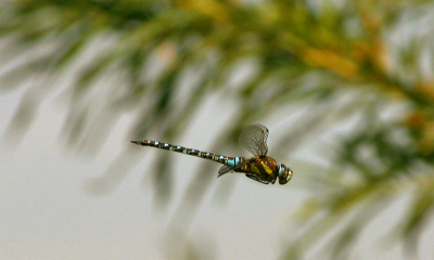 Prachtige omgeving, niet alleen om vogels te fotograferen maar zeker ook insecten...
Canon 300D; Tamron 28-300. Erg snelle focus!  Is wel nodig ook met deze snelle jagers.