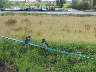 Deze zwaluwen waren druk in de weer en zaten telkens maar even, snel foto gemaakt met compact camera Kodak M341. Dus de vogels in het landschap zijn zo in beeld gebracht.