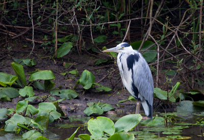 deze reiger stond te vissen in de regen. vanuit de auto op rijstzak