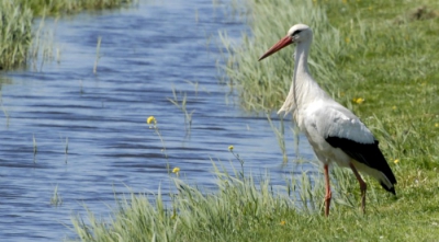 Deze ooievaar kwam ik tegen in de polder op een redelijk zonnige dag.

Gr. Carmen