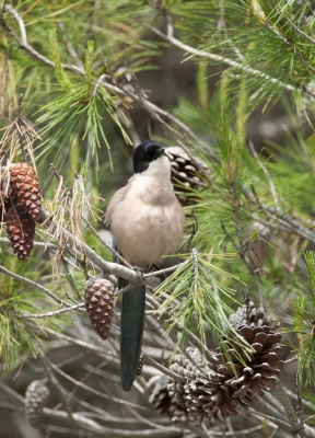 Dit is een van de vele foto's die ik in de mei vakantie heb gemaakt.  Het was best moeilijk om van deze schuwe vogel, een mooie plaat te kunnen maken.