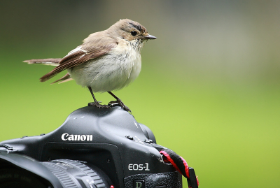 Toen ik even in de tuin liep zag ik dat de Bonte Vliegenvangers eindelijk waren uitgevlogen. De camera er maar even bij gepakt, maar het weer was nogal slecht. Toen even bij de buurman wezen vragen of ik in zijn boomgaard foto's mocht maken, want daar zaten ze meestal. Gelukkig mocht dat en toen heb ik een schitterende serie kunnen maken. 

Wordt vervolgd...