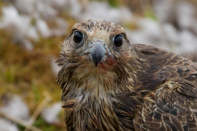 Dit is een detail van een eerdere upload van mij van de Giervalk. Op mijn website staat nu een uitgebreide serie van deze mooie vogel tijdens zijn maaltijd