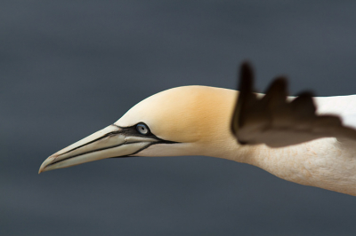 Een paar heerlijke dagen op Helgoland en Dune doorgebracht en natuurlijk uren op de kliffen de kaarten vol staan schieten. De laatste dag stond de wind gunstig en dan komen de jan-van-genten soms wel errug dicht langs vliegen. Deze wilde als service de lens wel even poetsen