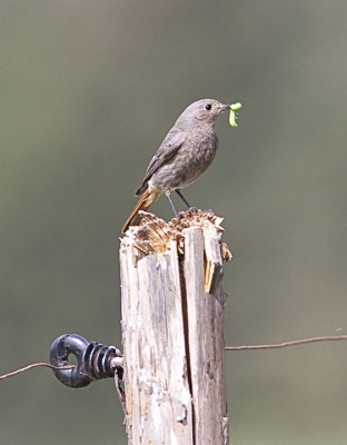 nadat ik eerst het mannetje (zie mijn eerste upload) voor de lens had gekregen liet het popje zich ook niet onbetuigd met het voeren van de jongen