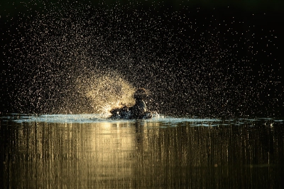 Getipt door Herman Bisschop, zijn we op onze reis door Zweden ook eens bij de vogelhutten bij Annsjn gaan kijken. In de avonduren komen er diverse eendensoorten badderen en waren er constant een 10 tal Grauwe Franjepoten aanwezig. Deze Brilduiker zich uitgebreid zitten poetsen en er ontstond een heel apart effect met het tegenlicht op deze avond