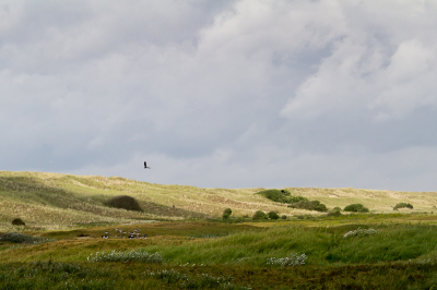 Het afgelopen weekend een feestje gehad op Texel. Tussen door nog even tijd om wat te gaan fotograferen. De afwisselende luchten waren erg mooi. Eerst druk bezig geweest met de scholeksters totdat deze kiekendief omhoog kwam. Op deze foto vond ik de silhouet optimaal.