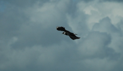 Deze kievit, de vaste bewoner van de Schoutenpolder, met een straffe tegenwind had 'ie erg veel moeite met zijn lapwings en doet dus zijn Engelse naam eer aan.