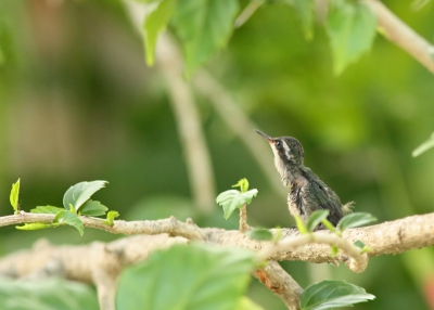 In de tuin van ons B&B op Cozumel zag ik steeds een kolibri langs komen. De camera gepakt en erachter gekomen dat de moeder (dit is volgens mij het vrouwtje) een jong aan het voeren was die op een tak zat. Deze soort staat nog niet op BP en is endemisch voor Cozumel, als ik de determinatie goed heb tenminste. (Henk Baptist?) Op de eerste foto zie je het jong dat de moeder in de buurt heeft gehoord en nieuwsgierig om zich heen kijkt, op de tweede is moeder in aantocht en op de derde wordt het jong gevoerd. Het was die dag bewolkt en de vogels zaten ook nog eens in de schaduw. De autofocus kwam er ook niet altijd goed uit. Omdat deze soort nog niet op BP voorkomt en ik ook nog nooit een voedering van een jong langs heb zien komen, bied ik de fotos toch aan. Ik wil benadrukken dat ik niet naar een nest heb gezocht of heb gezien. Het was volgens mij een pas uitgevlogen jong, hij of zij vloog af en toe heel stuntelig korte stukjes. Er hingen ook geen feeders met suikerwater, het was puur natuur wat mij betreft.