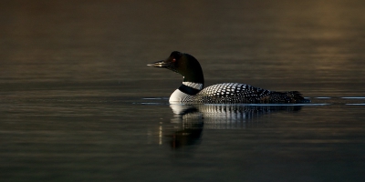 Terwijl ik onder de Camo lag om Zaagbekken te fotograferen,
dook plotseling deze Ijsduiker op. Dit is voor mij nog steeds de mooiste vogel van Ijsland. Deze foto is 's avonds genomen vandaar het mooie licht