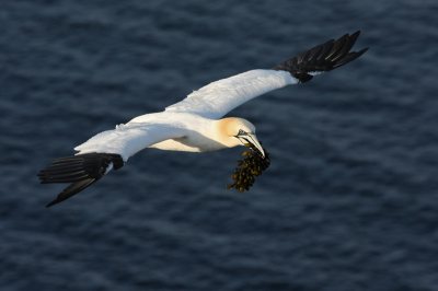 Vorige week ook een paar dagen op Helgoland geweest. Wat een geweldig feestje daar boven op de kliffen. Vooral de Jan van Genten maken er een waar spektakel van. Volop genieten en platen schieten. Weer veel geleerd met aanvliegende vogels en steeds wisselende belichting.