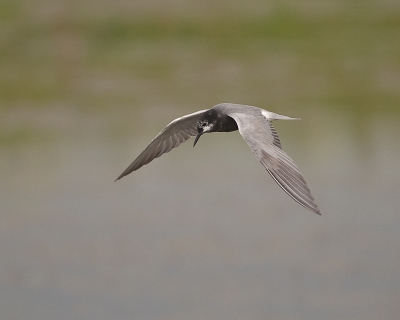 In twee ondiepe plasjes fourageren al enkele weken zwarte sterns. Vandaag weer een poging gewaagd om deze sierlijke vogels te fotograferen.