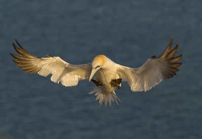Een paar heerlijke dagen op helgoland en dune doorgebracht.Deze foto in de late avond kunnen maken met mooi zonlicht.Is een waar spektakel om deze jan-van-genten te moge aanschouwen en ze op de foto te zetten