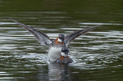 Bij de 1e hut bij Ann trof ik een tiental Grauwe Franjepoten, zij kwamen tot op 5 meter van de hut.
Had al regelmatig paringen waar genomen, maar deze waren meestal te ver voor een mooie foto.
Deze ochtend kwam ik net in de hut en waren ze volop bezig.