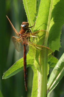 Dit exemplaar werd mij s'avonds door m'n Naturalis-buurman, Roy Kleukers  gebracht, hij ving hem met de hand!! Ik liet de libelle in een bloemenkasje, hangend aan een stokje overnachten en maakte bij ochtendlicht een reeks foto's voor hij tenslotte weer wegvloog.

Canon 10d, EF 100/2.8 USM macro, licht 3-pootstatiefje.