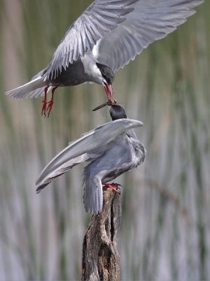 Het was wachten totdat het mannetje met iets lekkers voor haar aan kwam, normaal gesproken een lekker visje maar dit zag er echter niet als een visje uit door de lens. Naderhand zag ik pas dat het een libelle was. Helaas kreeg ik de man er niet volledig op, ik zal er nog een gaan plaatsen waarbij ze beide volledig op staan maar dan wel met een visje.
