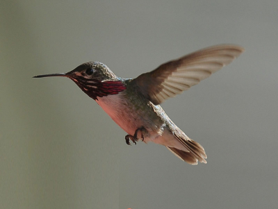 Tijdens onze rondreis door Canada/BC kwam ik deze grappige kolibries tegen. Enorm moeilijk om deze vliegensvlugge vogeltjes op de plaat te zetten, maar over deze foto ben ik wel heel erg tevreden.