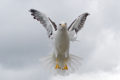 3e upload. Op de terugreis van Texel worden er op de boot vaak meeuwen gevoerd. Dit levert erg mooie momenten op.
Velen hebben al zo'n foto gepost. Ik vind dit een beetje het midden houden tussen een duivel en een engeltje.