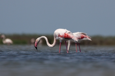 Prachtige vogels zijn het. Maar ik had het gevoel dat ik toch wel iets meer uit de kast moest halen om deze vogels "anders" op de foto te zetten. Ook zo dat het water in ieder geval een belangrijke rol speelt in de foto. Ik heb voor dit standpunt gekozen. Met mijn camera helemaal op de grond en de hoekzoeker kwam dit beeld tevoorschijn. Alsof ik zelf in het water erbij lag. Dat scheelde overigens weinig ;)