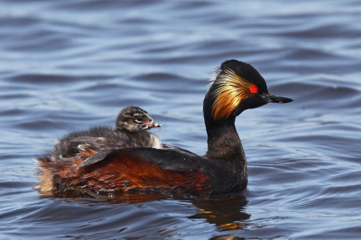 Het was een half-bewolkte dag. Voor de vogelkijkhut zwommen meerdere paartjes geoorde futen met jong(en). Dit jong liet zich comfortabel vervoeren.