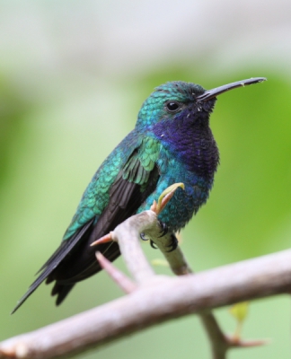 Saffierkeelkolibrietjes zijn algemeen bij ons in de tuin, en ook behoorlijk tam omdat we ze bijvoeren met suikerwater. Een leuk vogeltje om op te oefenen met de nieuwe lens. Deze foto is de beste tot nu toe. Ondanks zijn algemeenheid, is het geloof ik toch een primeur op Birdpix.