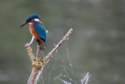 Na een paar uur wachten kon ik de
Ijsvogel fotografren