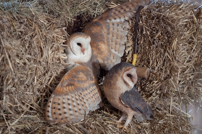 Zowel de muizen zijn blij met de strobalen in de stal als wel de kerkuil.
En de fotograaf natuurlijk af en toe een paar handjes graan tussen het stro en iedereen is tevreden.

Gr Jan