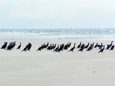 Na ongeveer 1,5 uur lopen op het groene strand deze foto kunnen maken