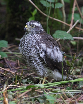 Een wandelinge gemaakt door een klein park in de buurt en daar zat deze jonge spewer op de grond.
Ondanks de donkere omstandigheden toch redelijk op de foto gekregen.