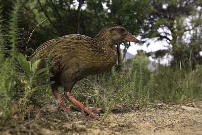 Weka's zijn de Nieuw-Zeelandse versie van de waterral. Ze kunnen alleen niet vliegen, zoals er hier vele vogelsoorten niet konden vliegen bij gebrek aan zoogdier-predatoren. Konden, want het meeste er van is uitgeroeid door introductie van kat en rat. 
Weka's zijn er dus nog wel, en ze zijn bijzonder onderzoekend en tam. Deze was te benaderen tot op enkele tientallen centimeters.