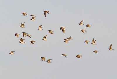 Miniserie van groepen vliegende steltlopers. Op Texel vloog deze groep Bontbekpleviertjes over in het avondlicht.