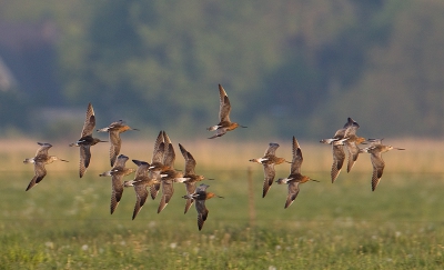 Miniserie van groepen vliegende steltlopers. Op Texel heb ik vaak groepen Rosse Grutto's in de weilanden zien foerageren of zien vliegen.