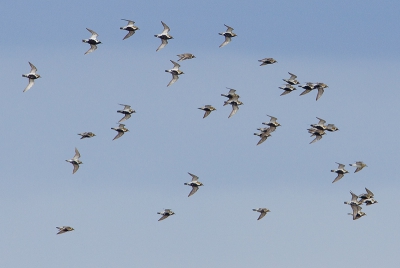 Miniserie van groepen vliegende steltlopers. Als laatste een groep Goudplevieren in zomerkleed.