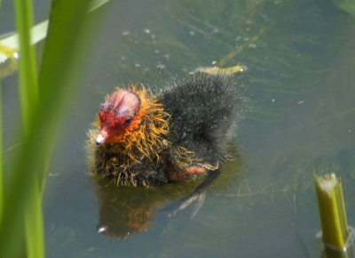 Jonge meerkoet, net uit het nest. Volgens mij was dit zijn eerste zwemrondje.