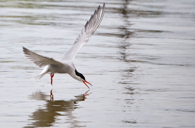 Als vervolg op de vorige upload.
Schitterend om te zijn hoe bedreven deze vogels zijn om wat water te drinken, waarbij de kop zoals hier redelijke recht staat, om vervolgens bijna 180 graden terug te slaan.
heel veel opnames gemaakt, maar ook heel veel onbruikbaar, want langzaam zijn ze absoluut niet.