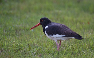 Nogmaals een scholekster deze heb ik gisteravond gefotografeerd hopelijk is deze wel scherp genoeg. uit de hand genomen