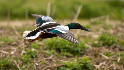 Liep in de polder in het dorp, zag deze eend vliegen en in eerste instantie dacht ik aan gewone eend, maar bij thuis komst zag ik dat het Slobeend was.
