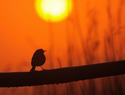 Alweer een tijdje geleden dat ik wat gepost heb, de computer had kuren. maar gelukkig geen foto's verloren! Deze foto gemaakt op een mistige morgen met een opkomende zon.