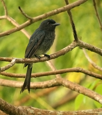 In de tuin van ons vakantiehuis in Kandy. De meest algemene drongo in SL. Vrijwel dagelijks bij ons in de tuin, af en toe toe met drie tegelijk
