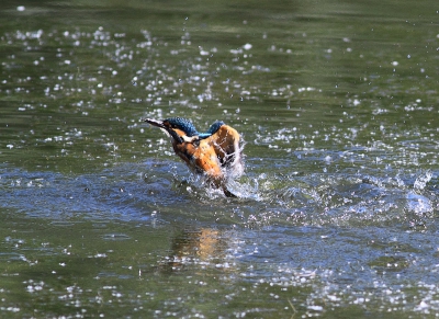 Vandaag ook maar eens naar de ijsvogel wezen kijken.
Deze liet zich regelmatig zien in verschillende poses.
Mijn upload is er eentje waar die nogal ver weg zat (99% crop) maar hij spreekt mij gewoon aan