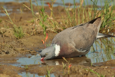 ik was bezig de kleine plevier op de foto te zetten, toen deze houtduif recht voor de lens ging  zitten,blijkbaar had hij ook last van de warmte.de foto is genomen op de ijs baan, 200m van cameranu