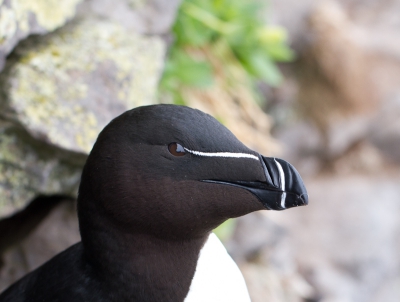 4-dagen IJsland genieten van de natuur en de vogels. Deze foto van de Alk gemaakt op het meest westerse puntje van Europa op de beroemde kliffen waar veel vogels broeden. Grappig is dat je mij in het oog van de Alk de foto ziet nemen.