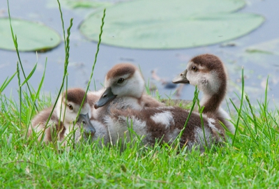 Tijdens een bootvaart dit nestje gespot en teruggekomen om mijn nieuwe lens uit te proberen. Het was benauwd voor het onweer, ze lagen voor pampus in het gras maar sprongen gelijk op als ik dichterbij wilde komen. Gelukkig had ik genoeg zoom om ze niet te hoeven storen.