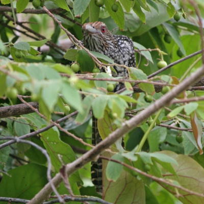 Ondanks hun luidruchtigheid zitten ze vaak nog goed verstopt. Prachtige vogels met die knalrode ogen.