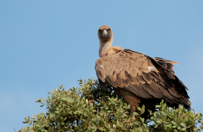 Op de terugweg naar het appartement, tijdens onze laatste avond in de Extremadura, zagen we deze grote vale gier in een boom landen. Gelukkig reed er geen auto achter ons, waardoor we vele foto's van dit prachtbeest hebben kunnen maken. Wat ook erg opviel, was dat zo'n enorme vale gier, lang niet zo schuw was, als een buizerd!