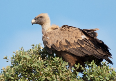 Op de terugweg naar het appartement, tijdens onze laatste avond in de Extremadura, zagen we deze grote vale gier in een boom landen. Gelukkig reed er geen auto achter ons, waardoor we vele foto's van dit prachtbeest hebben kunnen maken. Wat ook erg opviel, was dat zo'n enorme vale gier, lang niet zo schuw was, als een buizerd!