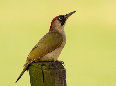 Op de heenweg zag ik plots wat vreemds zitten op een paaltje. Als je vaak ergens langs heen rijd merk je al gauw als er iets zit wat er normaal niet zit. Het duurde even voordat ik er achter was dat het een groene specht was! Gauw de eerstvolgende weg ingeslagen en gekeerd. Zou hij er nog zitten... Er kwam op dat moment net een peloton wielrenners voorbij en ik dacht dat mijn kans vervlogen was...! Wonder boven wonder bleef hij gewoon zitten. Ik stopte de auto en toen ik de eerste foto maakte vloog hij weg.. waarschijnlijk door het sluitergeluid. Gelukkig was hij wel goed! De scherpte lag iets meer op de schouder, maar ik had maar n kans en die heb ik benut! Ben er super blij mee!!