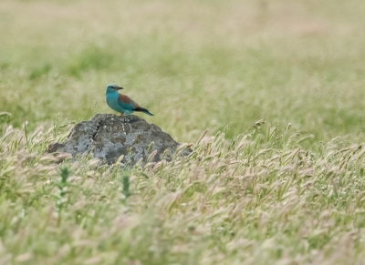 Deze mooie scharrelaar ging op een steen landen naast de weg, waardoor ik er vele foto's van kon maken. De eerste keer dat ik deze vogels zag, was ik verbaasd dat het nog best grote beesten waren!