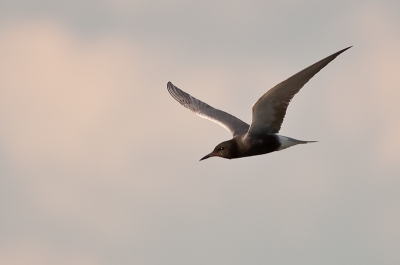 Wat zijn het toch mooie sierlijke vogels ,die zwarte sterns. Al eerder enkele foto's van deze soort hier geupload. Bijna elk exemplaar heeft een andere koptekening . Sommige hebben wit aan de kop terwijl andere een pikzwarte kop hebben.!!!  Ik had het overigens druk aan de plasjes aldaar want 1 minuut later heb ik de foto van de opvliegende meerkoet gemaakt.Voor deze foto gekozen vanwege het contrast tussen het zwart van de stern en de enigzins witte wolken.